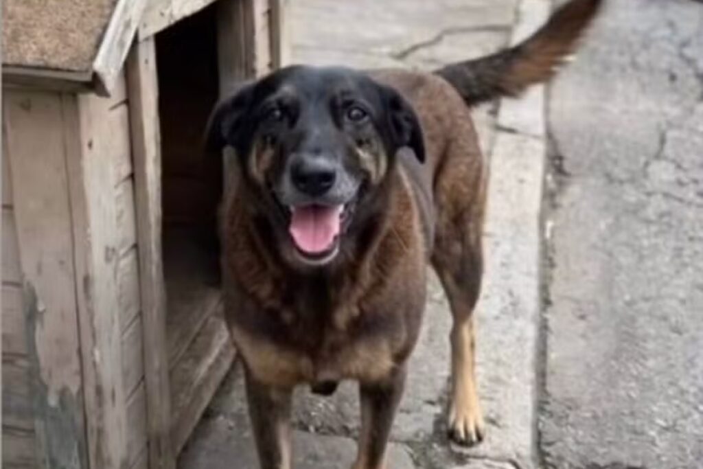 mp-de-sc-aponta-“inconsistencias”-e-nao-descarta-pedir-exumacao-do-cao-orelha