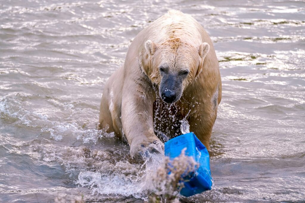 biologos-listam-quais-animais-sofrem-mais-com-as-mudancas-climaticas