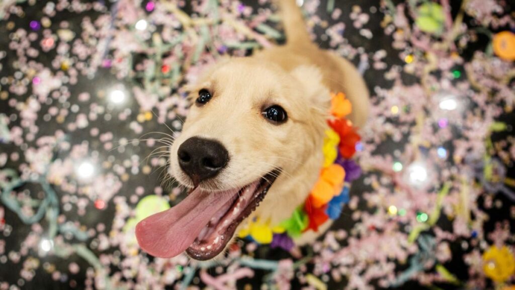 vai-levar-seu-pet-para-o-carnaval?-descubra-cuidados-antes-e-pos-bloco