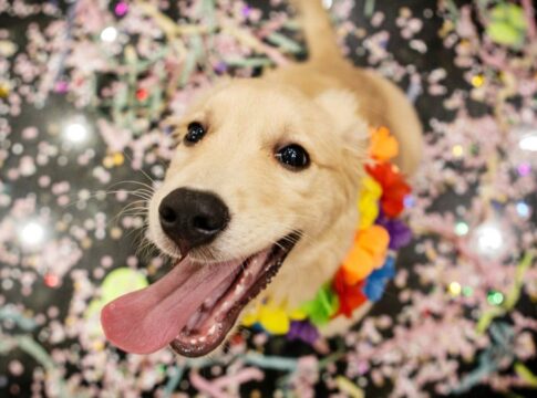 vai-levar-seu-pet-para-o-carnaval?-descubra-cuidados-antes-e-pos-bloco