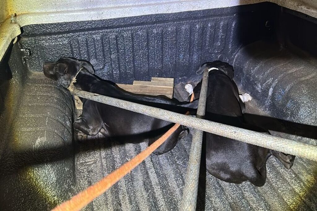 pit-bulls-soltos-avancam-em-moradores-e-tocam-o-terror-em-rua-em-ms