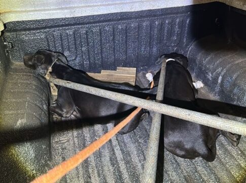 pit-bulls-soltos-avancam-em-moradores-e-tocam-o-terror-em-rua-em-ms