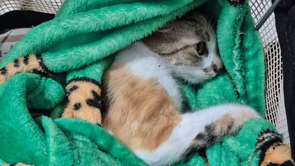 justica-solta-mulher-presa-por-arremessar-gata-do-12o-andar