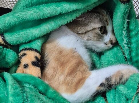 justica-solta-mulher-presa-por-arremessar-gata-do-12o-andar