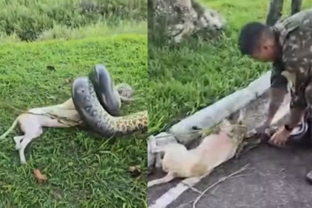 militares-salvam-cachorro-de-ataque-de-sucuri-de-3-metros-no-para.-video