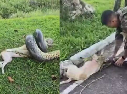 militares-salvam-cachorro-de-ataque-de-sucuri-de-3-metros-no-para.-video