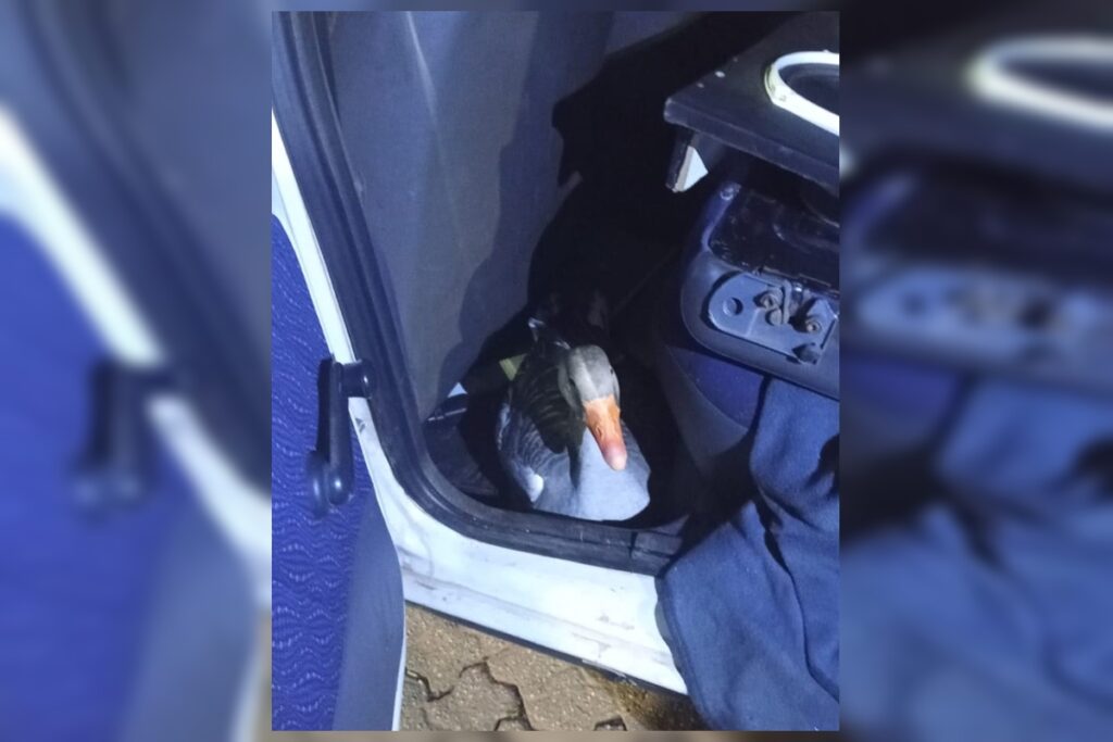 nem-os-gansos-escapam:-aves-sao-furtadas-no-parque-da-cidade