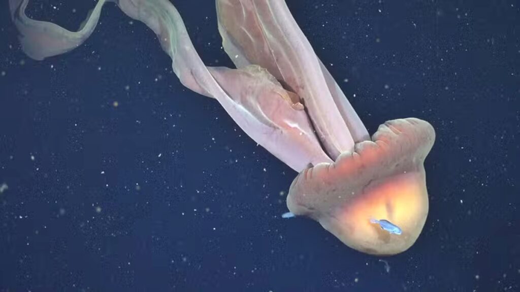 agua-viva-gigante-e-rara-e-registrada-durante-expedicao-na-argentina