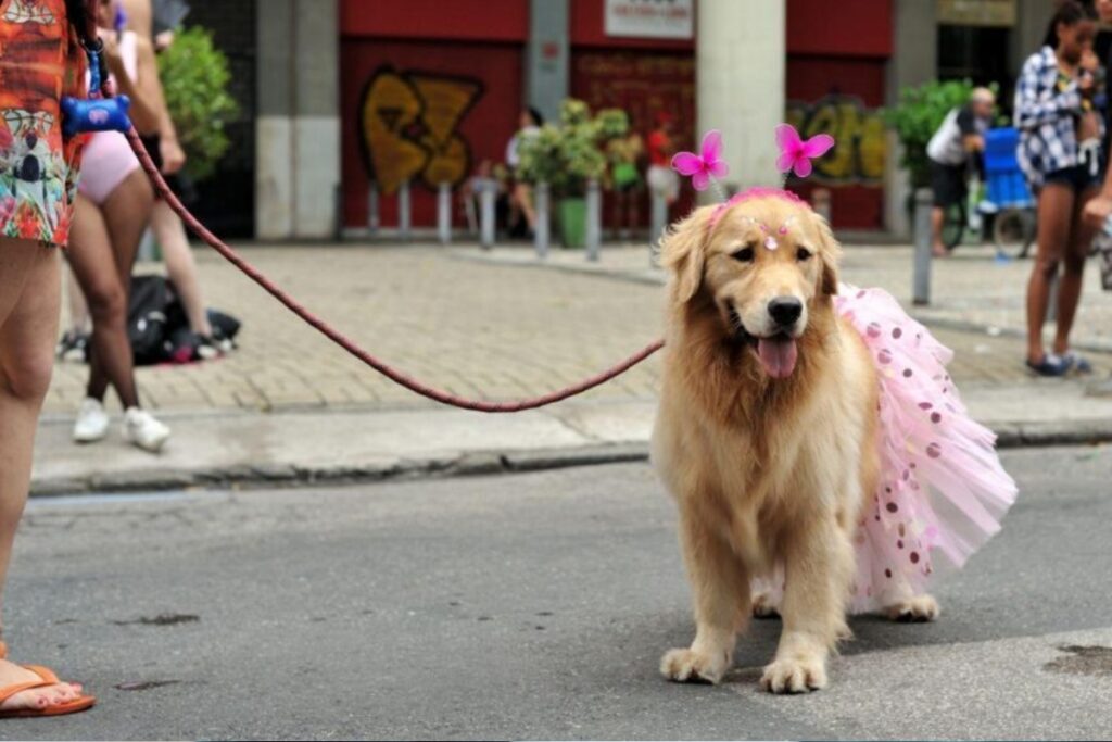 e-seguro-levar-o-cachorro-no-bloco-de-carnaval?-veja-o-que-considerar