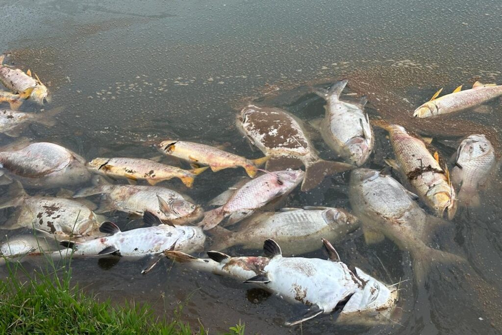 fazendeiros-perdem-5-toneladas-de-peixes-apos-aviao-lancar-produto-em-represa.-veja-video