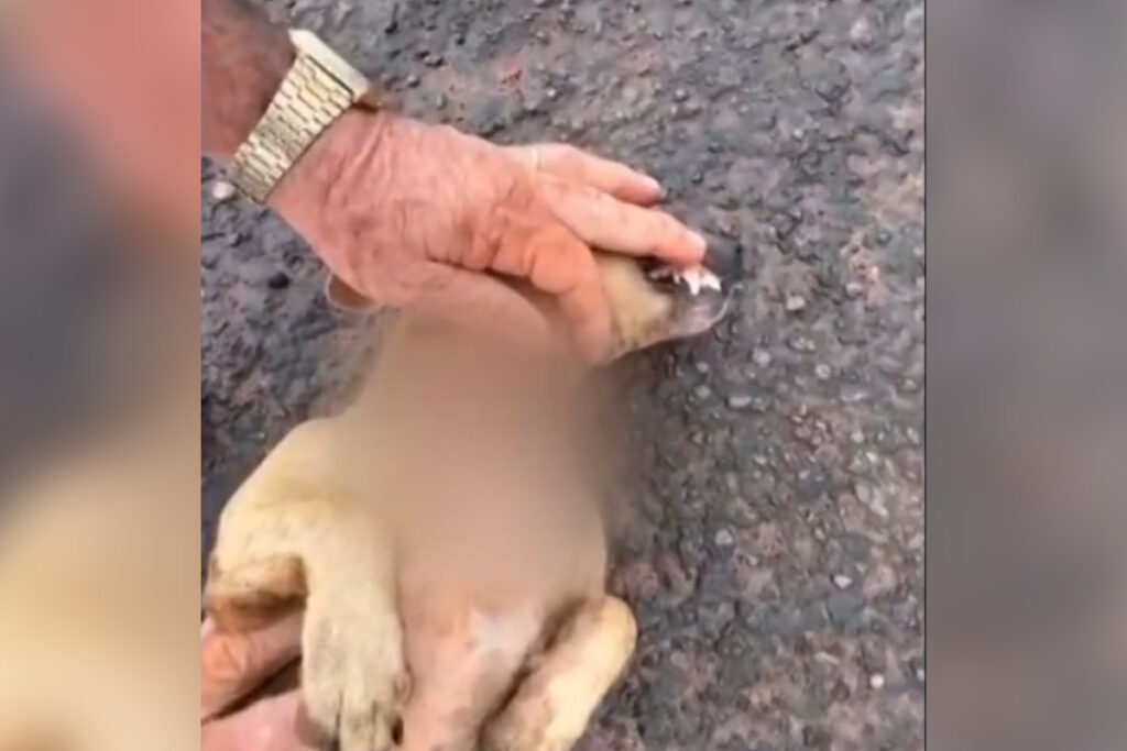 pai-matou-pit-bull-apos-cachorro-morder-filha-em-goias