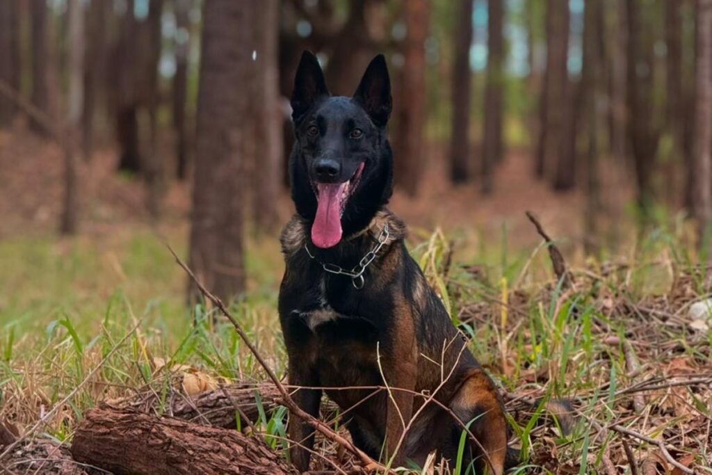 pastor-belga-adestrado-pela-pcdf-participa-de-cha-revelacao-inusitado.-veja-video