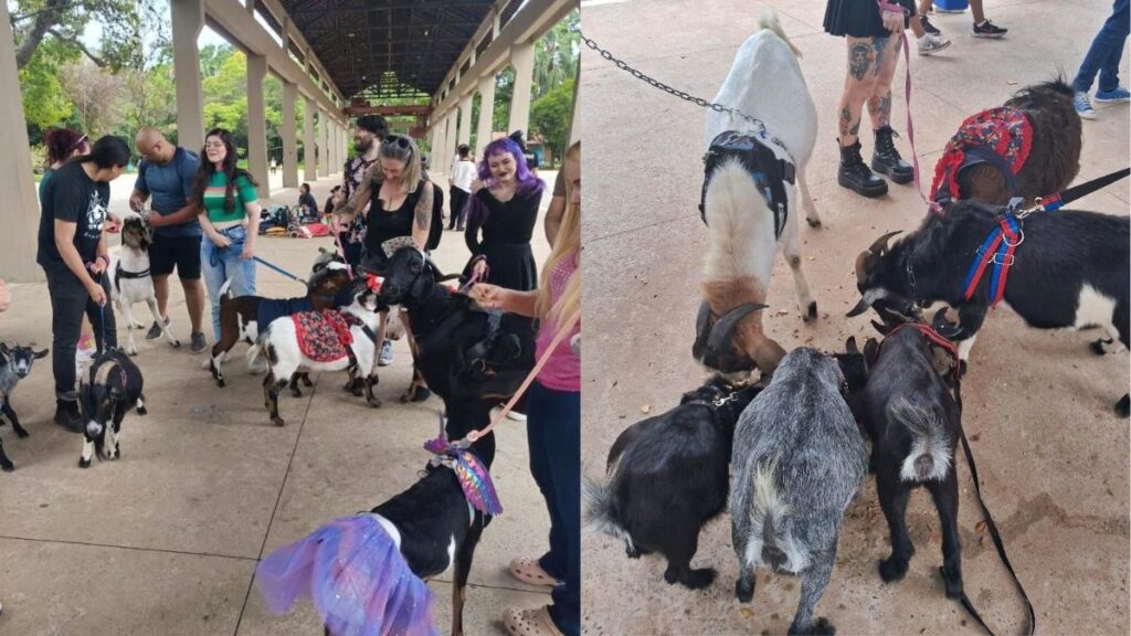 bencontro:-tutores-de-cabras-se-reunem-em-parque-e-encantam-a-web