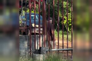 vizinho-ameacou-morador-em-condominio-no-df:-“vamos-ver-se-tu-e-homem”.-veja-video