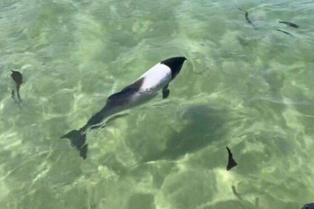 golfinho-panda:-especie-de-aparicao-rara-e-avistada-nas-ilhas-malvinas.-veja-video