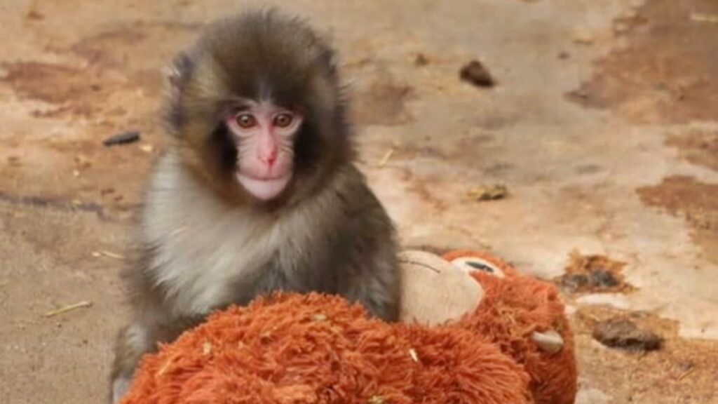 em-zoo,-filhote-de-macaco-abandonado-se-apega-a-pelucia-e-comove-a-web