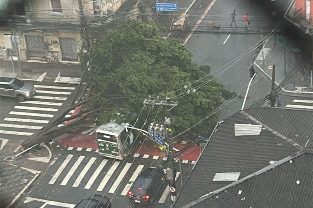 Árvore de grande porte cai sobre ônibus durante temporal em São Paulo arvore-de-grande-porte-cai-sobre-onibus-durante-temporal-em-sao-paulo