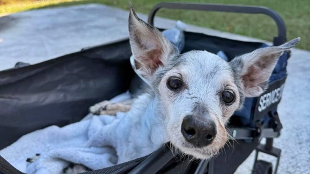 aos-25-anos,-cao-resgatado-ajuda-outros-animais-idosos-em-abrigos