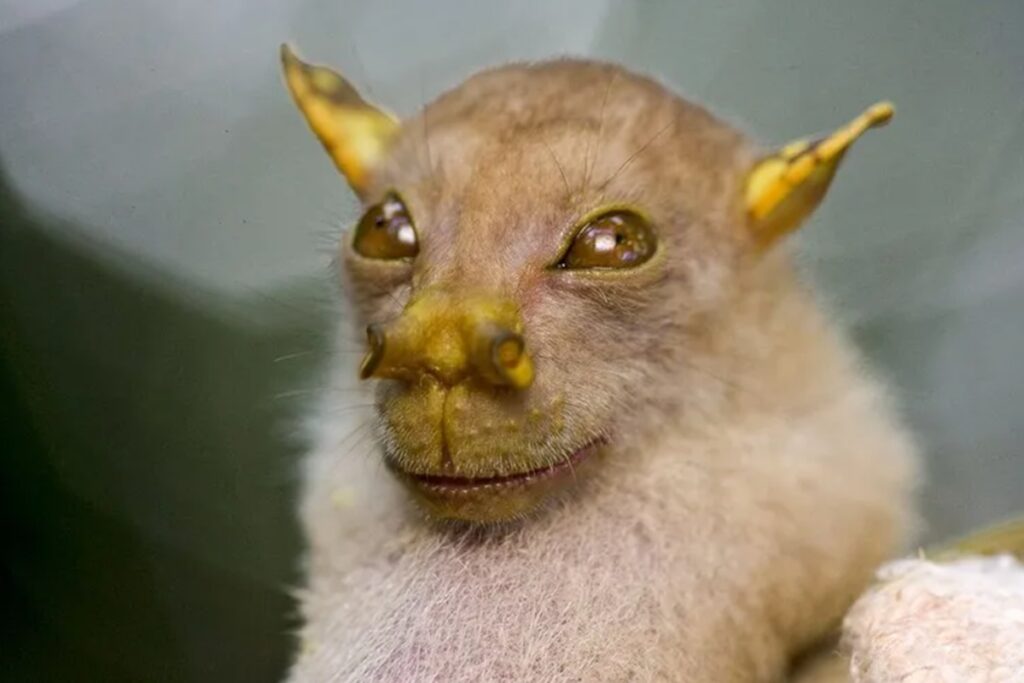 quase-extintos:-conheca-os-10-animais-mais-raros-do-mundo