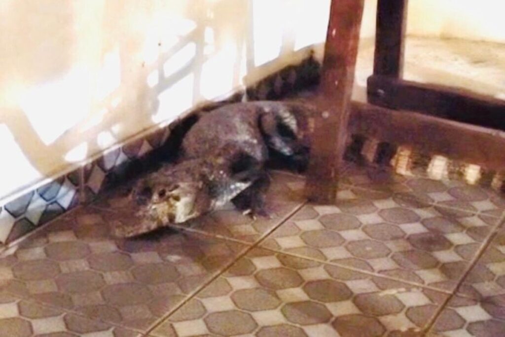 visitinha?-homem-chega-em-casa-e-encontra-jacare-na-garagem,-em-ms