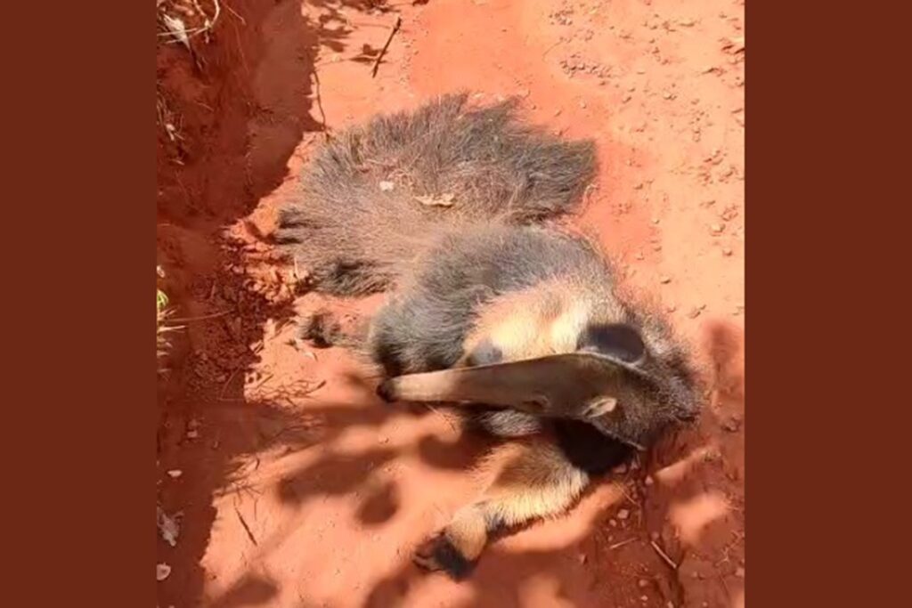 Tamanduá-bandeira é resgatado ferido e debilitado em estrada do DF. Veja vídeo tamandua-bandeira-e-resgatado-ferido-e-debilitado-em-estrada-do-df.-veja-video