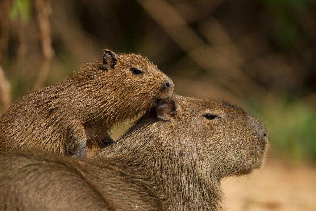 capivara-fere-mulher-apos-cao-se-aproximar-de-filhote-em-aguas-claras
