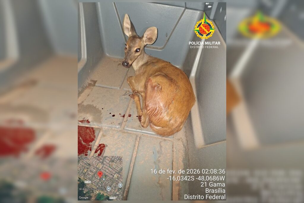 veado-catingueiro-ferido-por-cachorro-busca-abrigo-em-casa-no-df