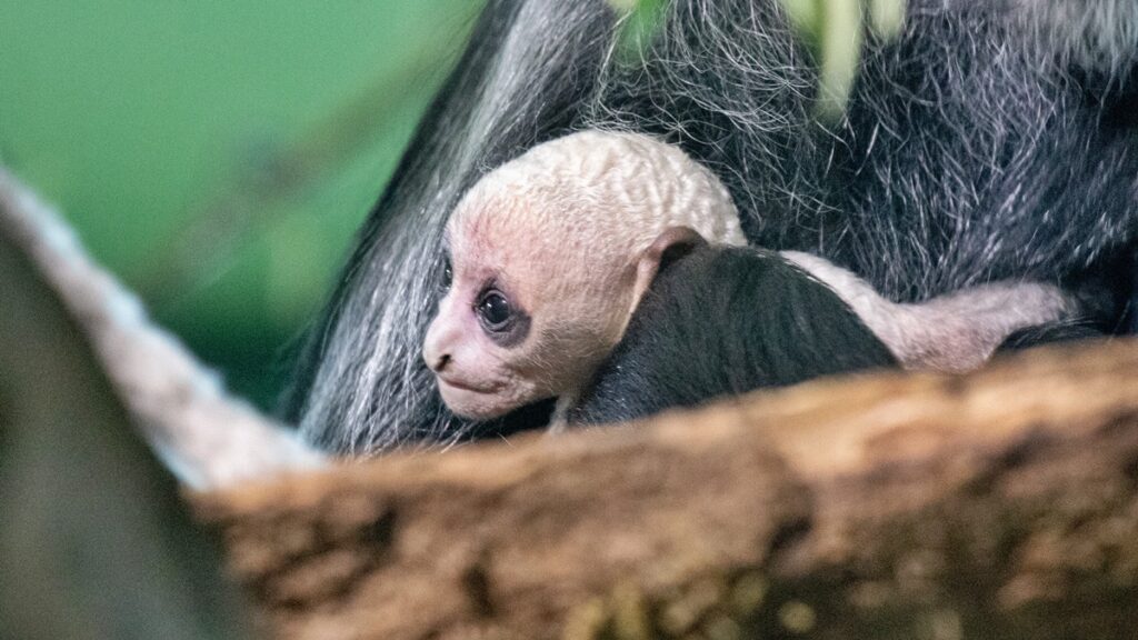 em-2026,-macaco-raro-e-primeiro-animal-a-nascer-em-zoo-do-reino-unido