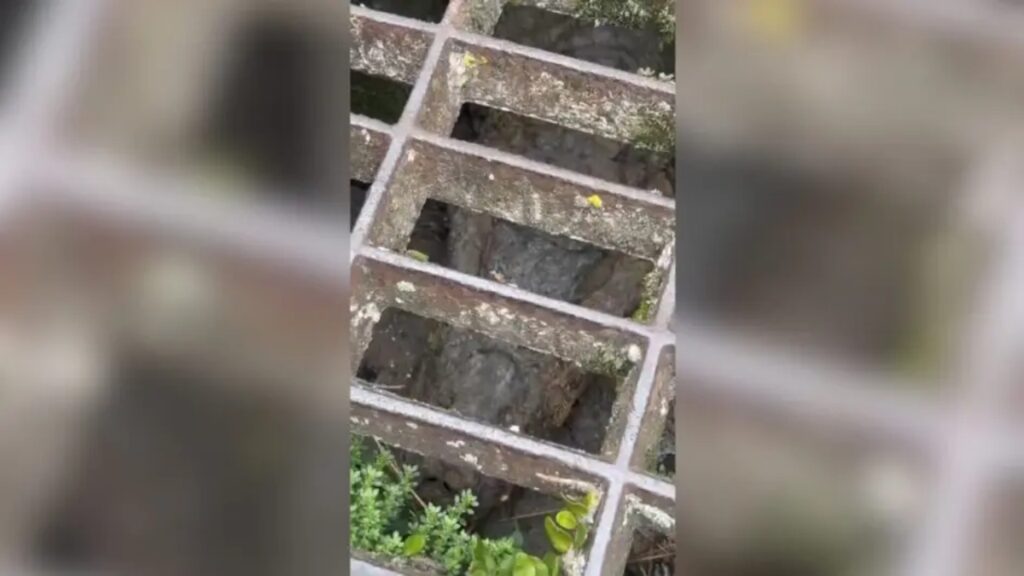 jacare-“camuflado”-em-bueiro-surpreende-e-assusta-populacao