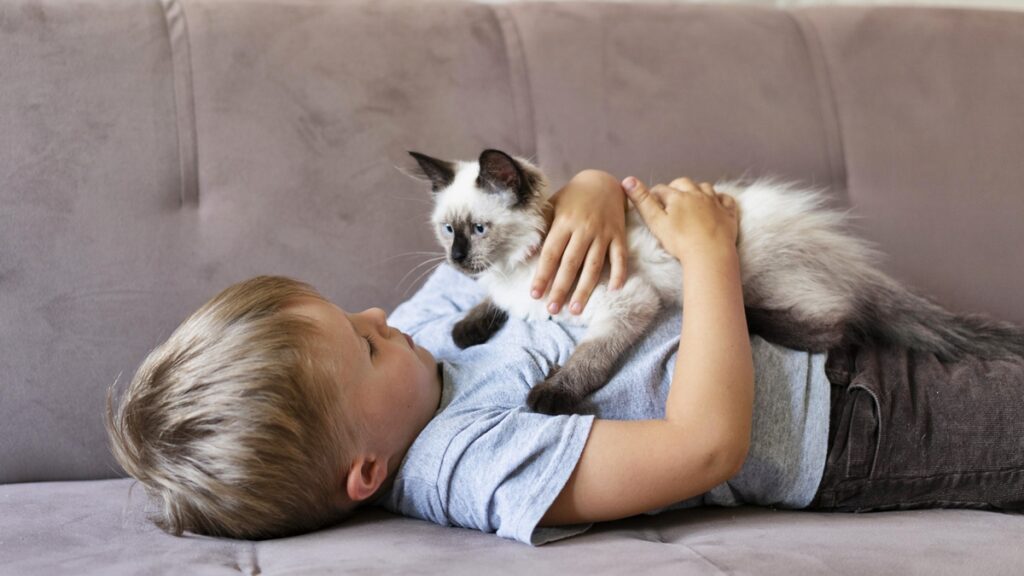 dia-mundial-do-gato:-descubra-6-mitos-e-verdades-sobre-os-pets