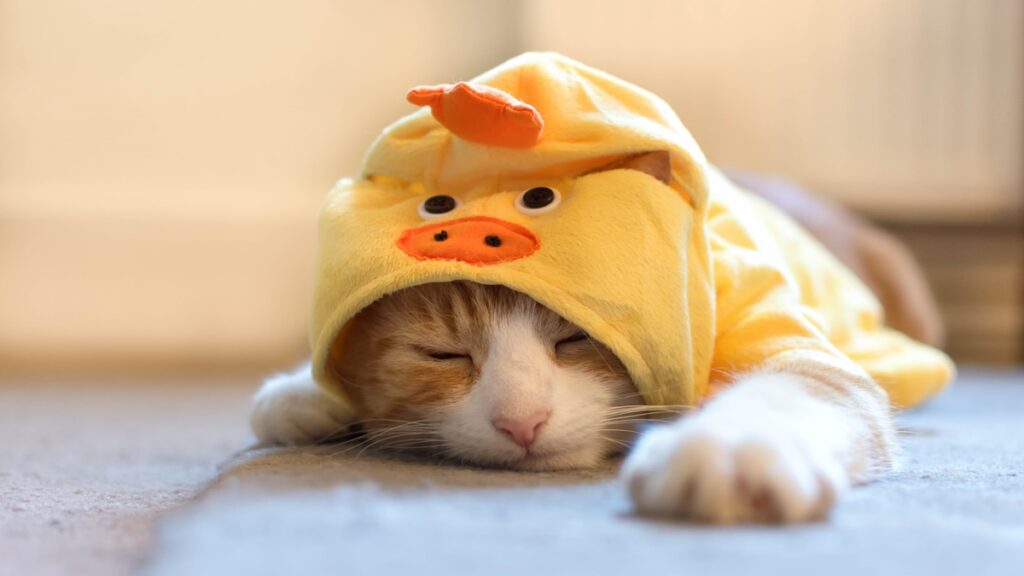 sonhar-com-animais:-descubra-quais-sao-os-significados