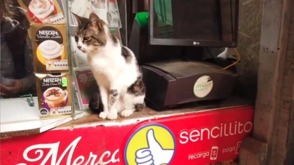 gatos-“tomam”-cidade-e-passam-a-trabalhar-ao-lado-de-comerciantes