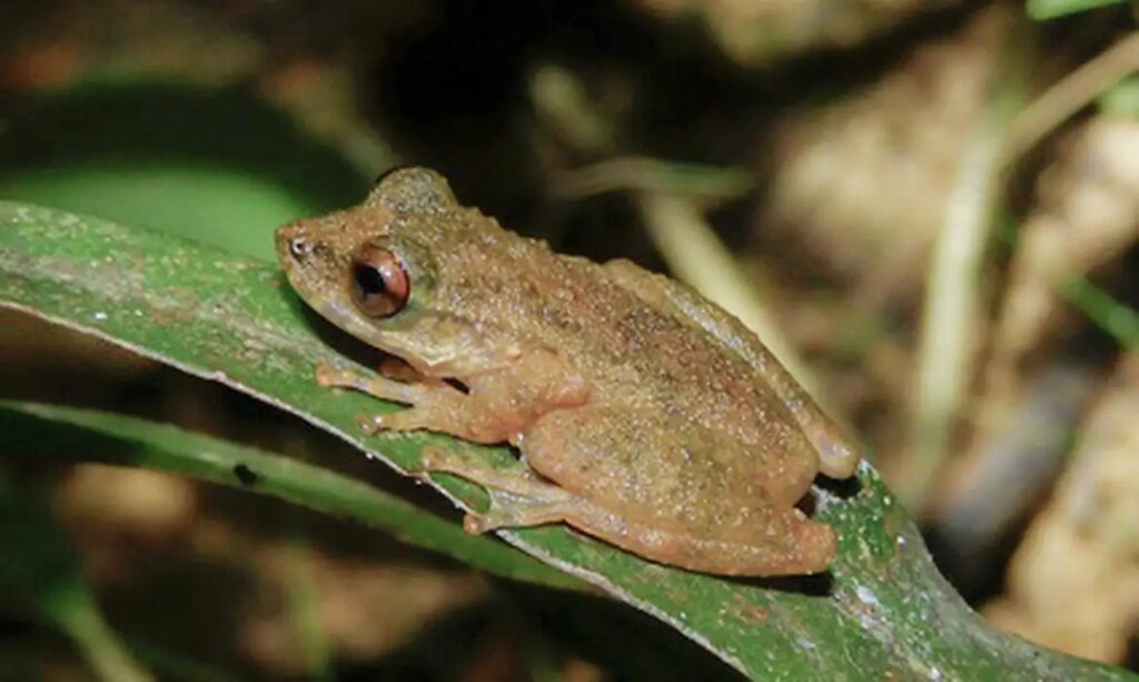 nova-especie-de-perereca-e-descoberta-no-cerrado-mineiro