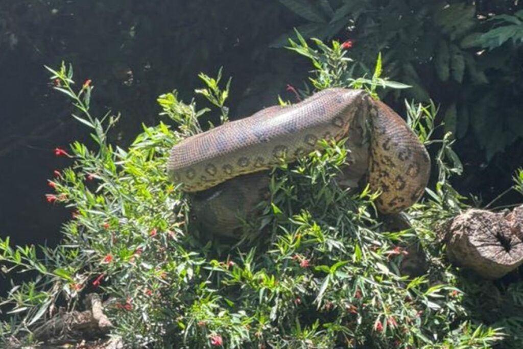 atletas-flagram-sucuri-gigante-durante-treino-de-canoagem-em-ms.-veja-video