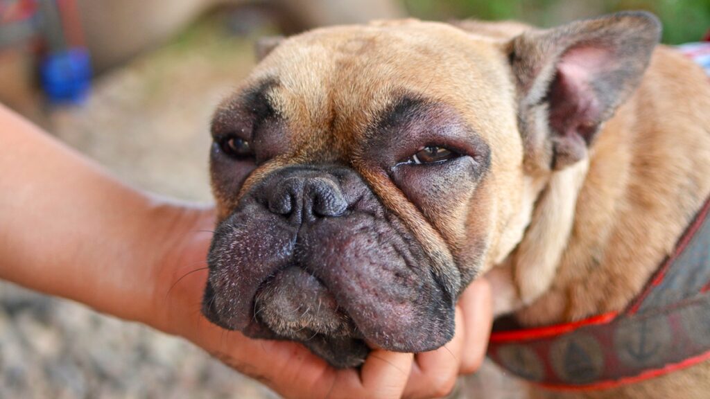calor-pode-intensificar-casos-de-dermatite-nos-pets,-diz-veterinaria