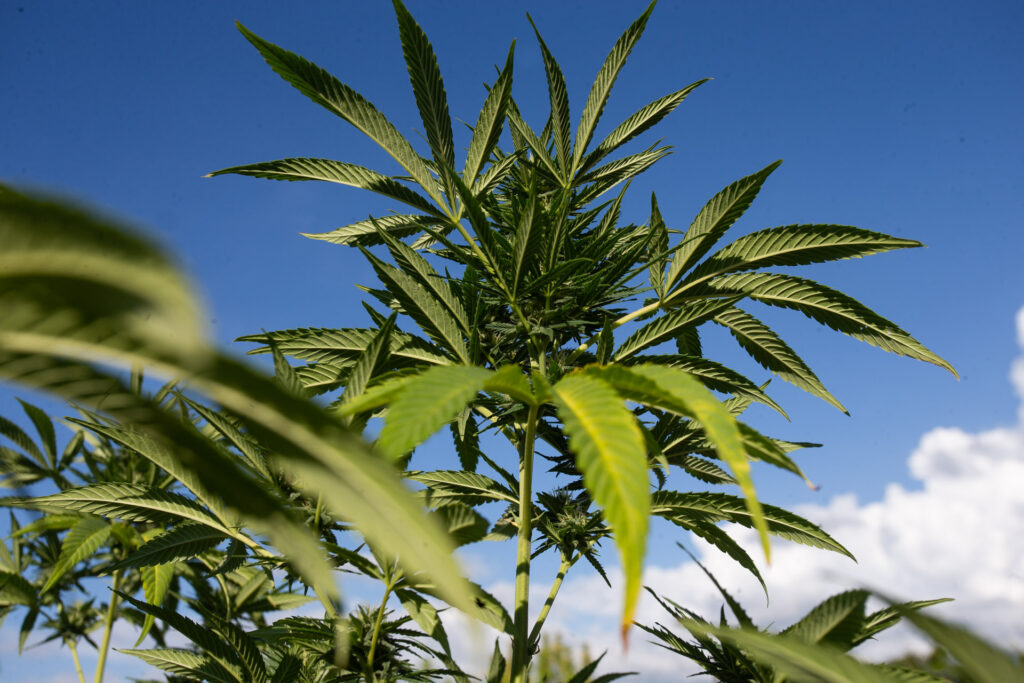 reviravolta:-juiz-solta-homem-que-plantava-maconha;-motivo-surpreende