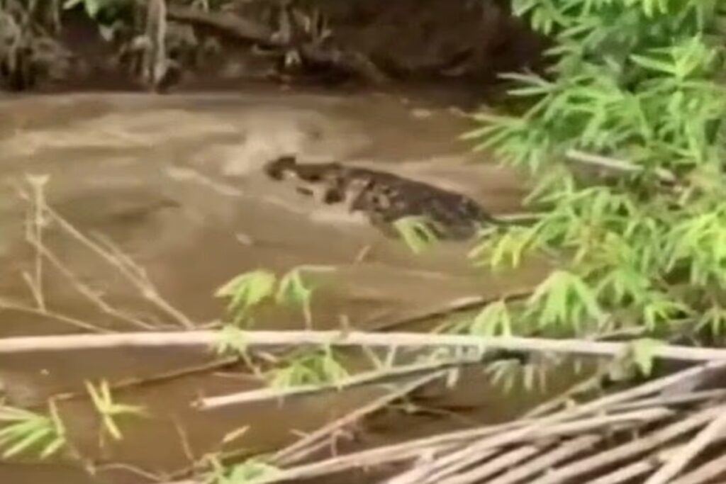 mulher-morre-apos-ataque-de-crocodilo-enquanto-coletava-mariscos.-veja-video