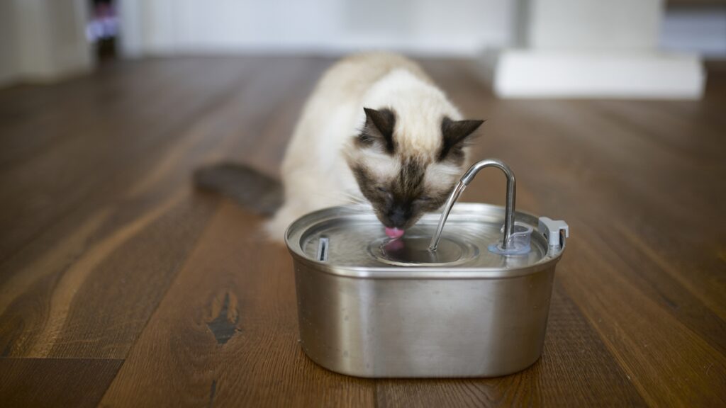 gatos-bebem-pouca-agua-devido-a-heranca-ancestral;-entenda-os-riscos