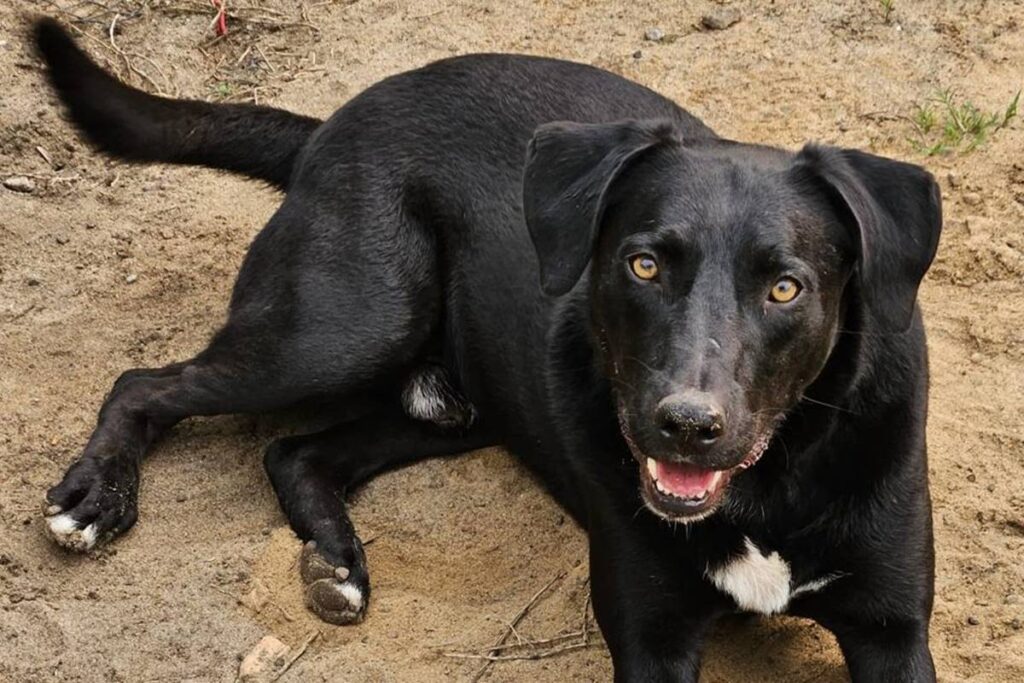 copa-2030:-marrocos-e-acusado-de-planejar-abate-de-3-milhoes-de-caes