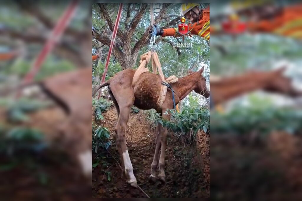 filhote-de-egua-cai-em-fossa-e-e-resgatada-por-bombeiros-no-df.-veja-video