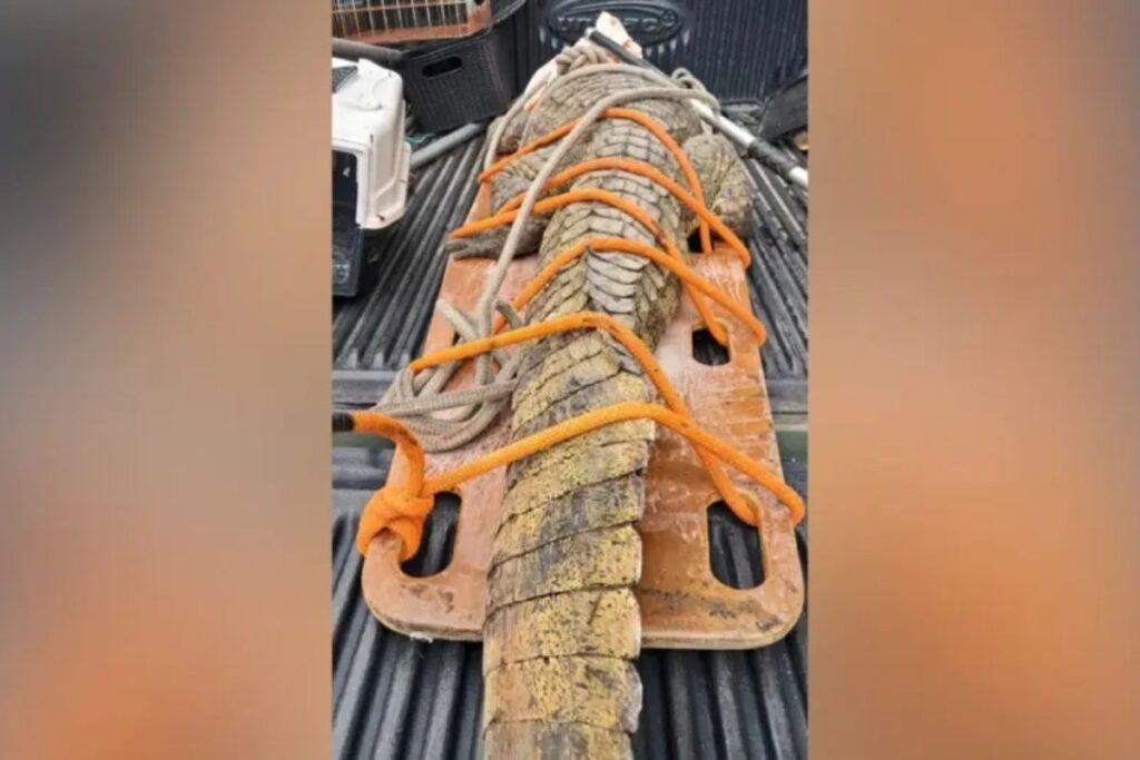 jacare,-cobras-e-tamanduas-“invadem”-carnaval-em-santa-catarina