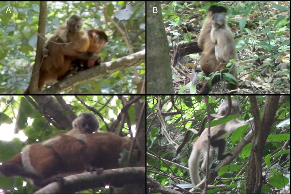 fantasma:-macaco-prego-sem-cor-e-encontrado-pela-1a-vez-no-ceara.-veja-video