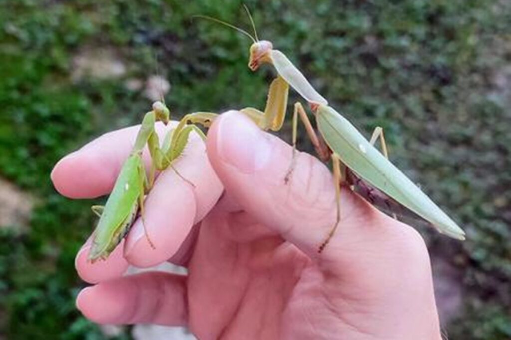 louva-a-deus-asiaticos-sao-declarados-como-“invasores”-da-europa