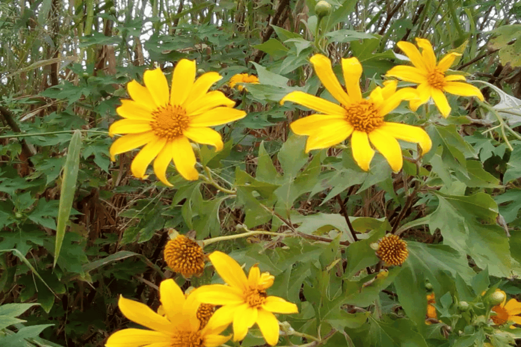 bonita,-mas-perigosa:-moradores-temem-expansao-de-planta-invasora-em-condominio