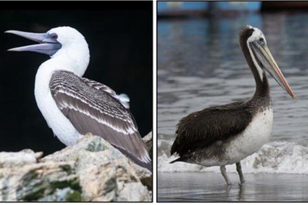 coco-de-passaro-fez-reino-peruano-prosperar-economicamente.-entenda