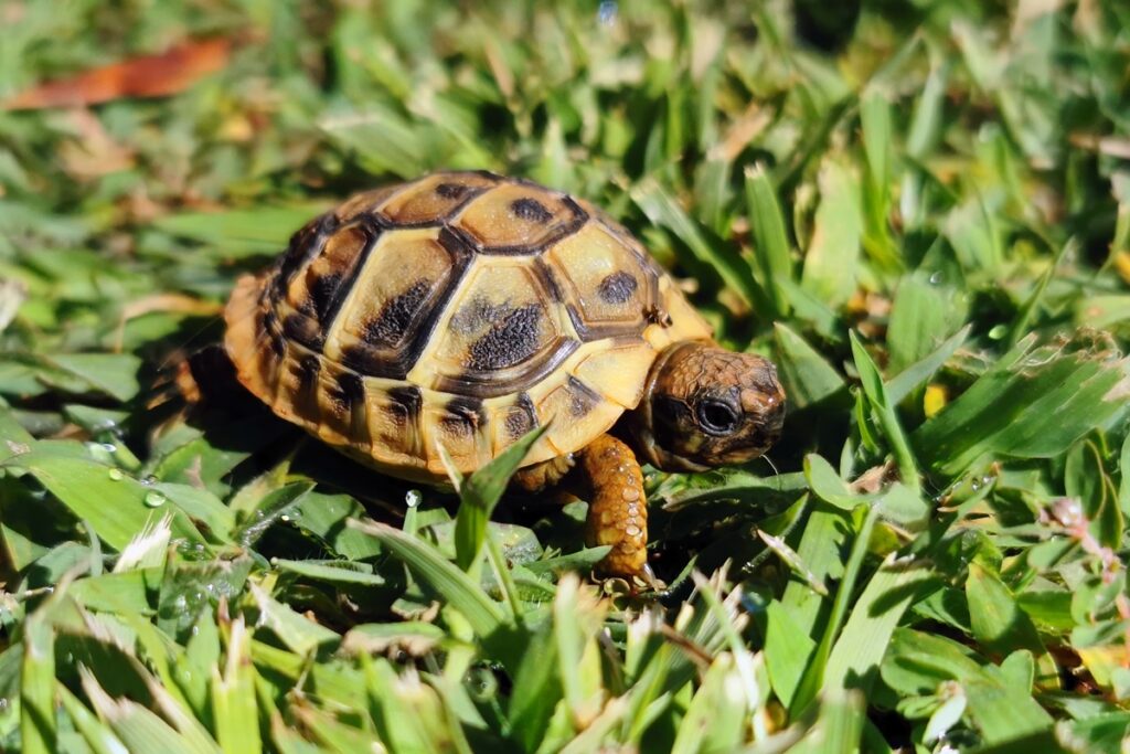 tartarugas-femeas-pulam-de-penhasco-para-evitar-agressao-sexual