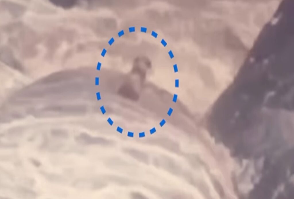 cachorro-cego-e-surdo-e-resgatado-apos-ficar-ilhado-em-cachoeira-no-rj