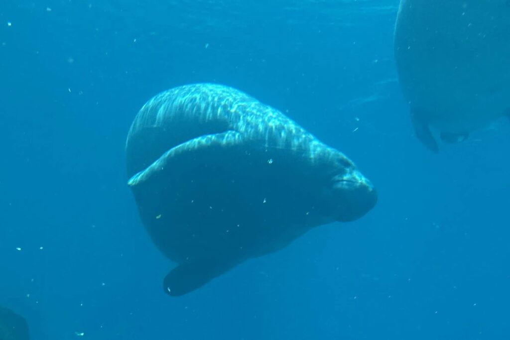 aos-71-anos,-peixe-boi-conquista-o-titulo-de-mais-velho-do-mundo