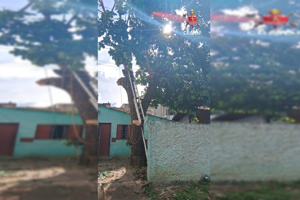 homem-morre-atingido-por-descarga-eletrica-ao-podar-arvore-no-df