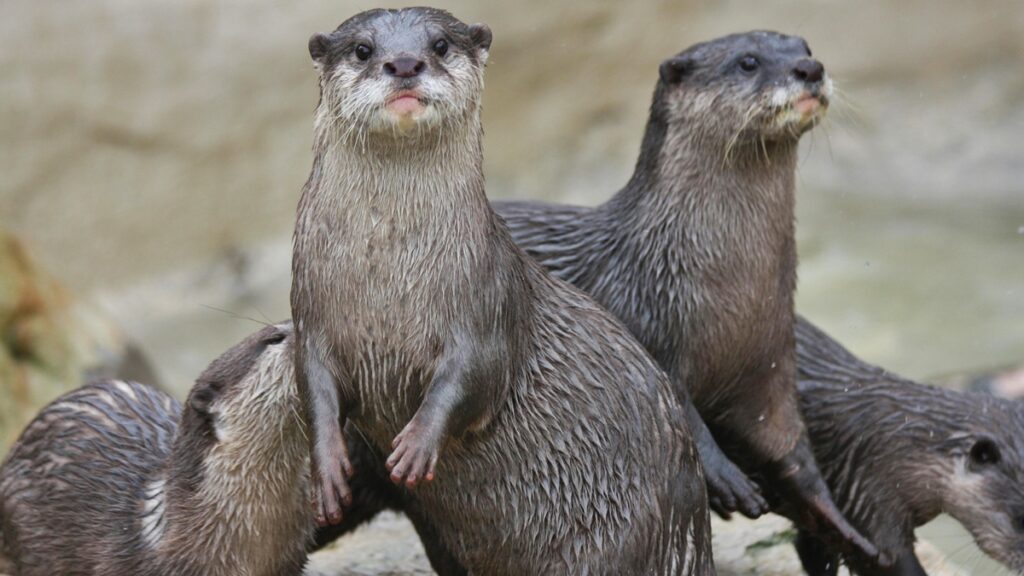 lontras-podem-ser-domesticadas-e-adestradas?-especialistas-revelam